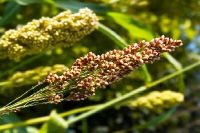  چرا کشت خاویار سبز در خراسان شمالی رونق نگرفته است؟
