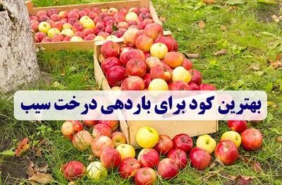  بهترین کود برای باردهی درخت سیب + جدول سم پاشی