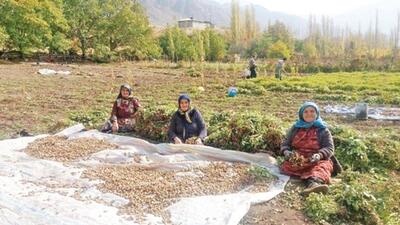  توسعه کسب‌و‌کارهای روستایی با ایجاد زیست‌بوم روستا