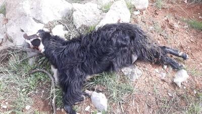  حمله گرگ به گله گوسفندان در لردگان