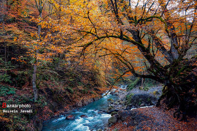  ورود به جنگل‌های هیرکانی سوادکوه ممنوع است