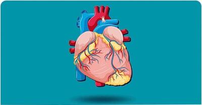  برای باز شدن رگ‌های قلب چه بخوریم؟ ۱۸ باز کننده قوی عروق