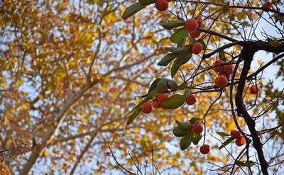  پاییز باغ ایرانی با خرمالوهای درخشان جان گرفت