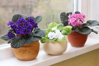  12 گیاه گل دار آپارتمانی