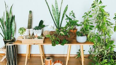  گیاهانی که ناسا برای پاک‌سازی هوای خانه و محل کار توصیه می‌کند - چیدانه