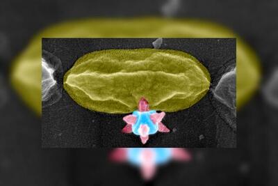  برنده جایزه نوبل کارساز شد/ این ماده باکتری‌ها را سوراخ می‌کند!