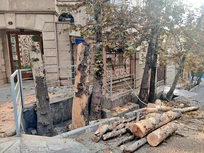  تصاویر: قطع چنارهای تنومند محله‌ باغ فردوس تهران