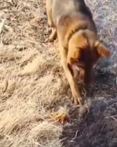  تصاویر تکان‌دهنده از نبرد یک سگ با آتش در جنگل قره‌داغ