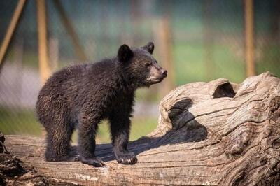  یک خرس و ۲ توله‌‌اش در البرز دیده شدند + فیلم