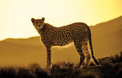  «جاجرم» در مسیر حفاظت از گنجینه‌های طبیعی