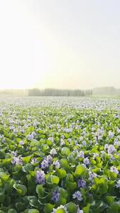  فیلم زیبایی سنبل آبی در آغوزبن بابل