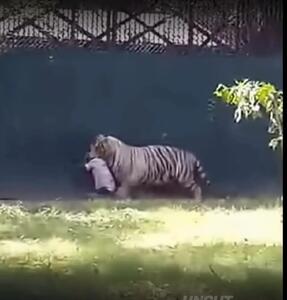  فیلم ورود اشتباهی مرد به قفس ببر و حادثه دلخراش