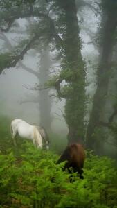  فیلم طبیعت بکر و اسب های آزاد دالخانی