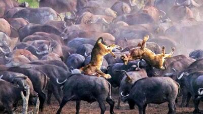  مستند حیات وحش؛ شیر زیر تیزی دیوانه‌ وار شاخ های ۱۰۰ بوفالو
