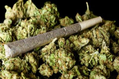  اثرات مخرب ماده اعتیادآور گل در ایران از تمام مخدر‌های دیگر بالاتر است/ گل موجود در ایران با قارچ و کپک مخلوط شده است