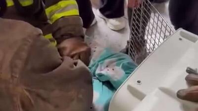  نجات جانوران خانگی از کام آتش در هنگ‌کنگ