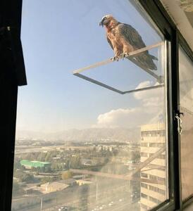  پرنده همای سعادت در اکباتان تهران!