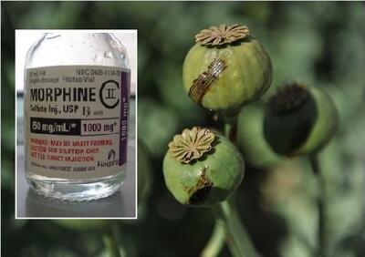  کشت شقایق ایرانی راهکار فوری برای تامین دارو‌های ضد درد / مدیر شرکت نیکو چرا برکنار شد؟