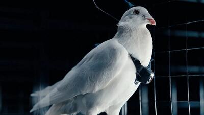  روسها مدعی کنترل از راه دور کبوترها با کاشت ایمپلنت در مغز شدند