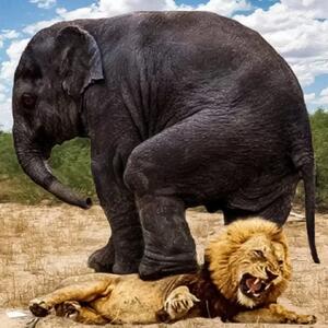  خواب عمیق شیر ماده تا یک قدمی له شدن زیر پای فیل‌ها