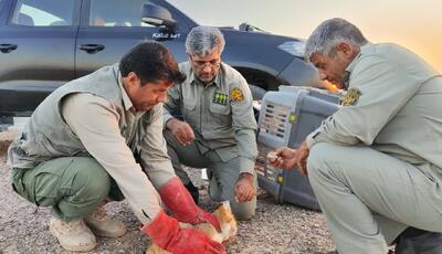  رهاسازی گربه شنی نادر در خواف