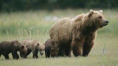  مشاهده خرس ماده و ۲ توله‌اش در منطقه حفاظت‌ شده البرز
