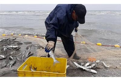  جهش عجیب صید در خزر؛ رقم امسال همه را غافلگیر کرد!