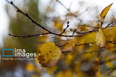  زمان آغاز موج جدید بارش‌ها مشخص شد