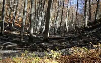  ابلاغ ممنوعیت اقامت شبانه گردشگران در جنگل‌ها