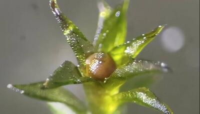  بقا در فضا؛ رشد مجدد خزه‌ها پس از سفر طولانی در فضا