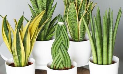  بهترین گیاهان برای تصفیه هوای خانه و اداره از نگاه ناسا