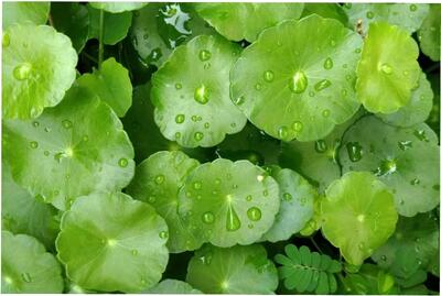  فواید و مضرات شگفت انگیز سنتلا آسیاتیکا