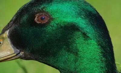  رنگ سبز کله غازی و ترکیب رنگ و مکمل‌های آن را بشناسید