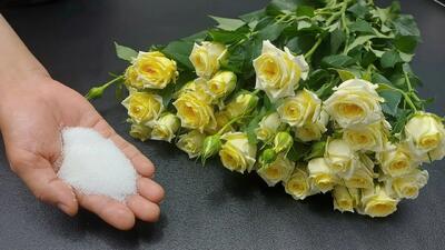  راز گلفروشی ها برای داشتن گل های تازه تا یک ماه بدون پژمردگی !