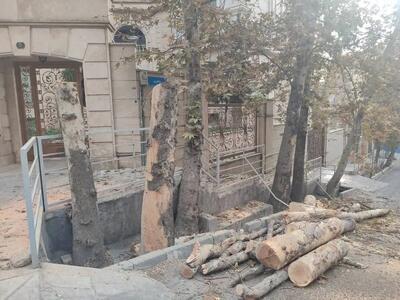  چنار‌های تنومند باغ فردوس تهران قطع شدند+تصاویر