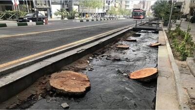  قطع درخت در منطقه ۱۴ تهران