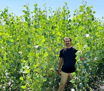  خرید نهال یارانه ای صنوبر یک ساله و ۲ساله فقط با قیمت استثنایی ۵هزار تومان و ۱۵هزار تومان