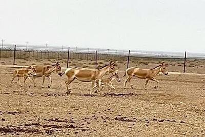  گورخرهای پنج‌ انگشت دوباره به دشت‌های ایران بازگشتند