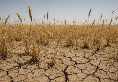  بنیاد ملی گندمکاران: باران نیاید گندم دیم امسال از بین می‌رود