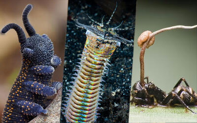  ۱۰ حیوان شکارچی عجیب که لایق فیلم ترسناک اختصاصی خود هستند - گیمفا