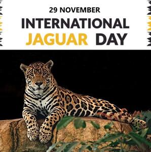  ۲۹ نوامبر روز جهانی جگوار است