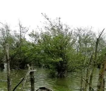  پاکسازی نوار ساحلی و لایروبی رودخانه مرداب آستارا