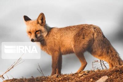  روباه؛ جان کودک سه ساله را در کبودرآهنگ گرفت