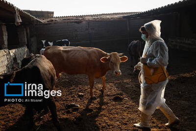  خطر بازگشت تب برفکی و آنفلوآنزا؛ نهادها همکاری نکنند، دام و طیور گلستان نابود می‌شوند