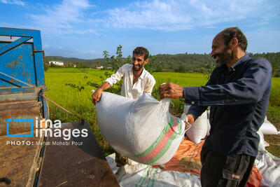  ۹۰۰ هزار تن برنج سفید در مازندران تولید شد