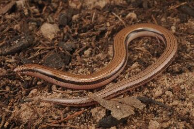  مارمولک بدون دست به‌عنوان گونه‌ جدید معرفی شد 