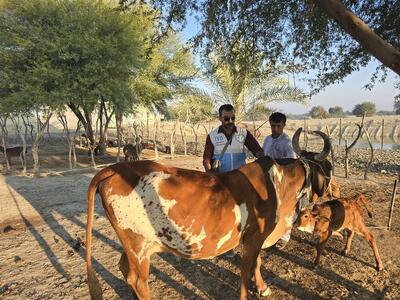  فعال‌سازی پنج واحد قرنطینه دامی در محدوده مرزی چابهار