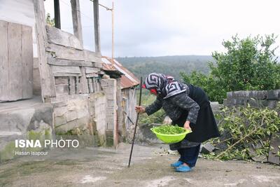  شیوع بالای «سالمند آزاری»/ هشدار؛ سوءبرداشت‌ها از «لوس شدن سالمندان»