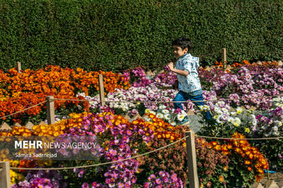  جشنواره گل‌های داوودی