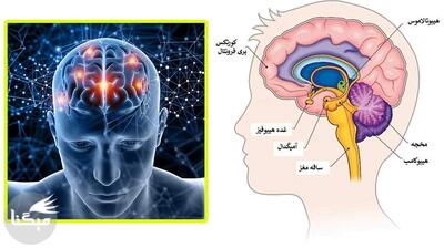  میگنا - مغز انسان چه زمانی پیر می‌شود؟